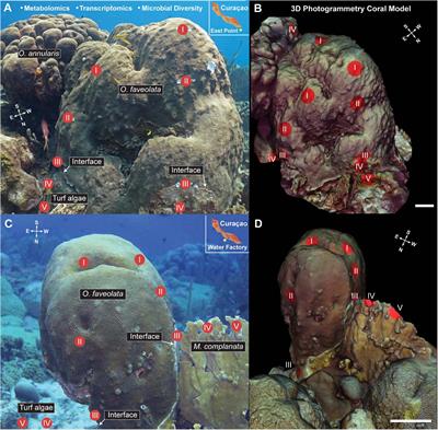 Three-Dimensional Molecular Cartography of the Caribbean Reef-Building Coral Orbicella faveolata